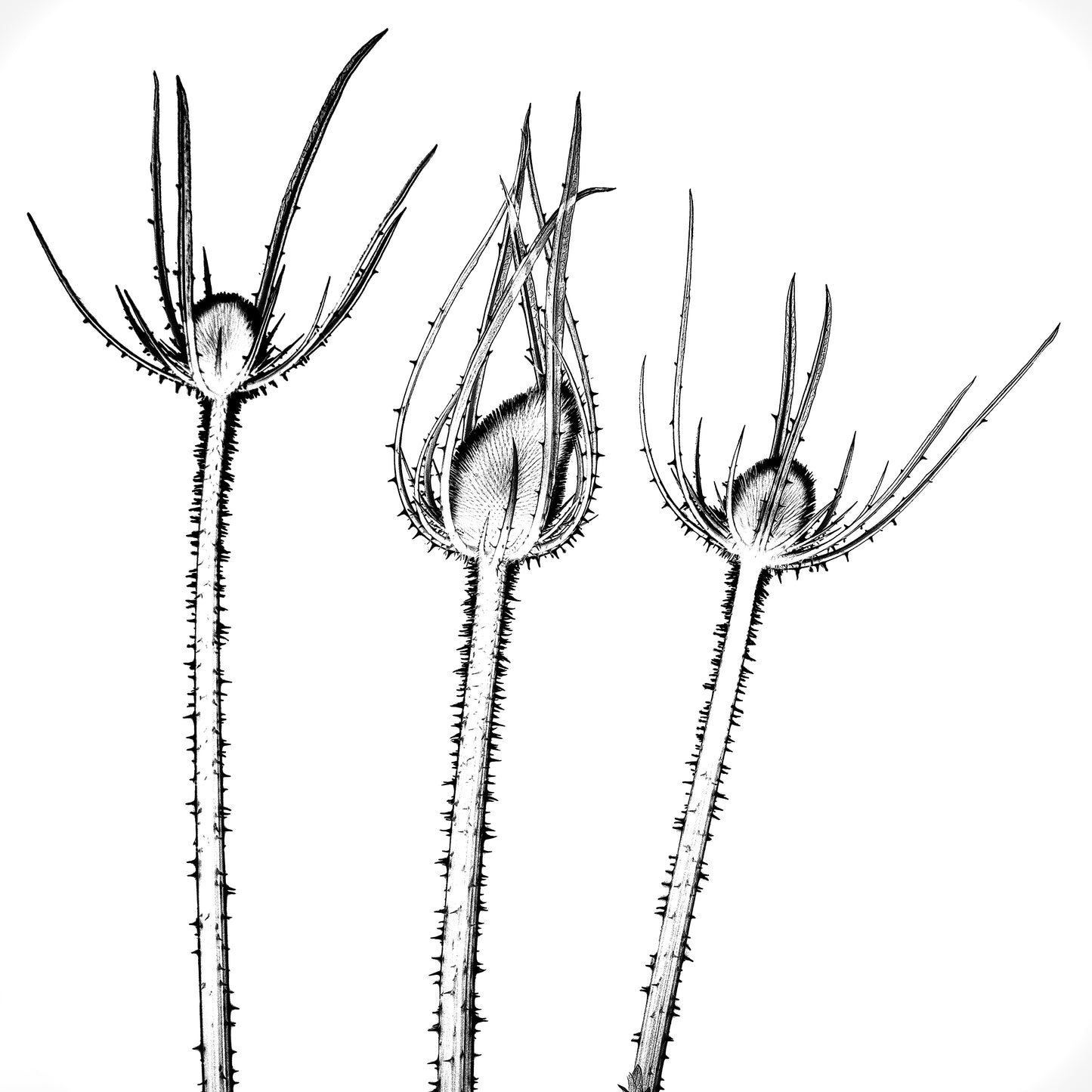 Triple Threat | Spiky Botanical Trio