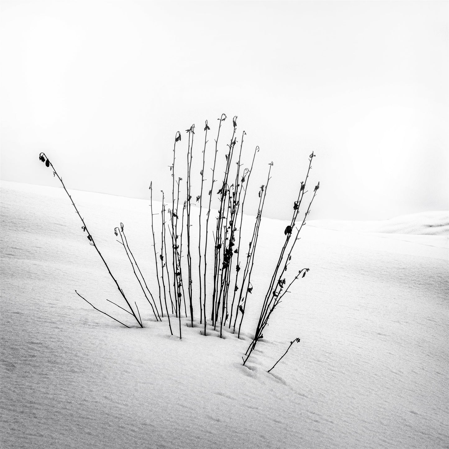 Setsuchū no Uta - Song in the Snow / 雪中の歌