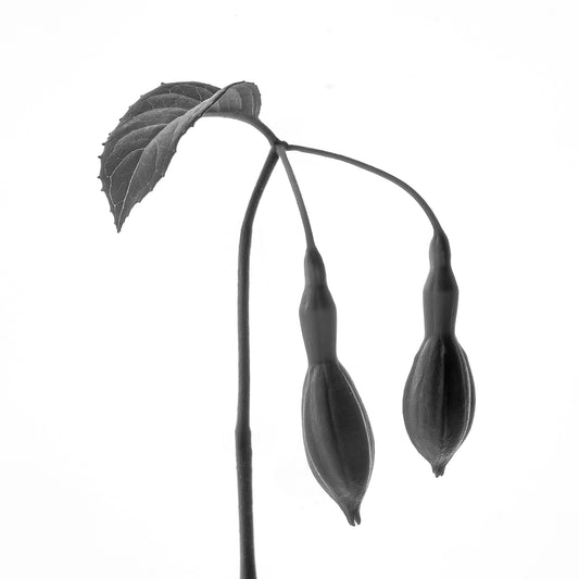 Drop Everything | Sculptural Seed Pods