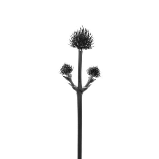 Flame On | Spiky Thistle Trio