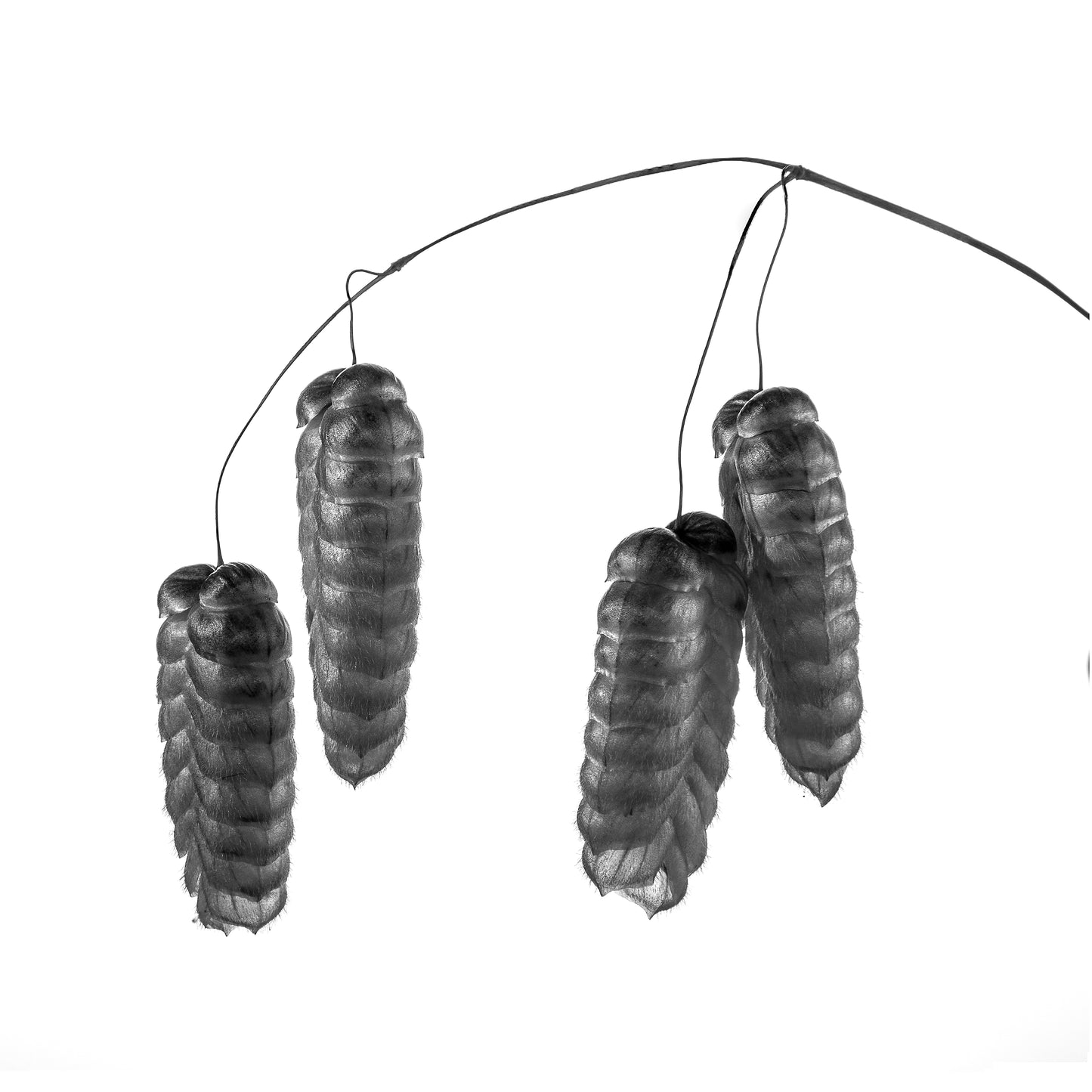 Hanging Out | Textured Catkin Cascade