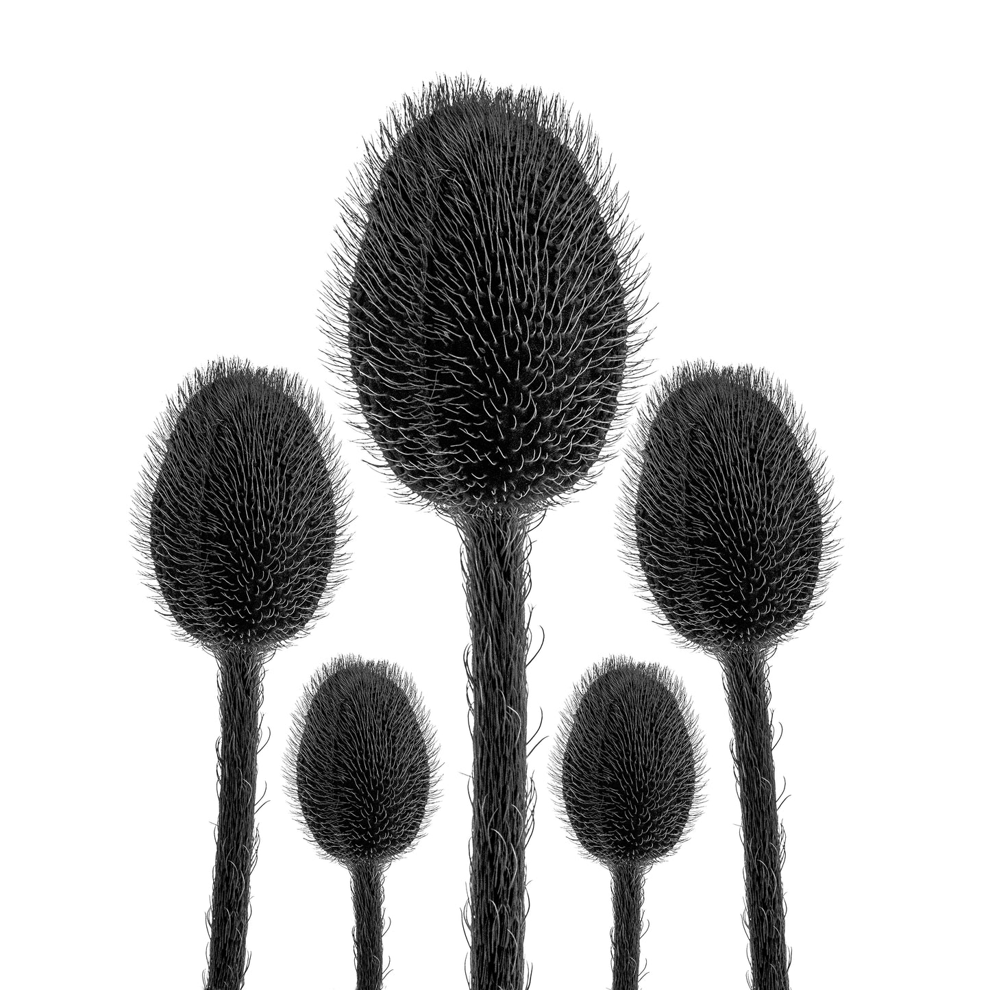 High Five | Spiky Botanical Squad
