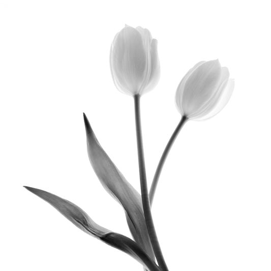 Two of a Kind | Abstract Tulip Duet