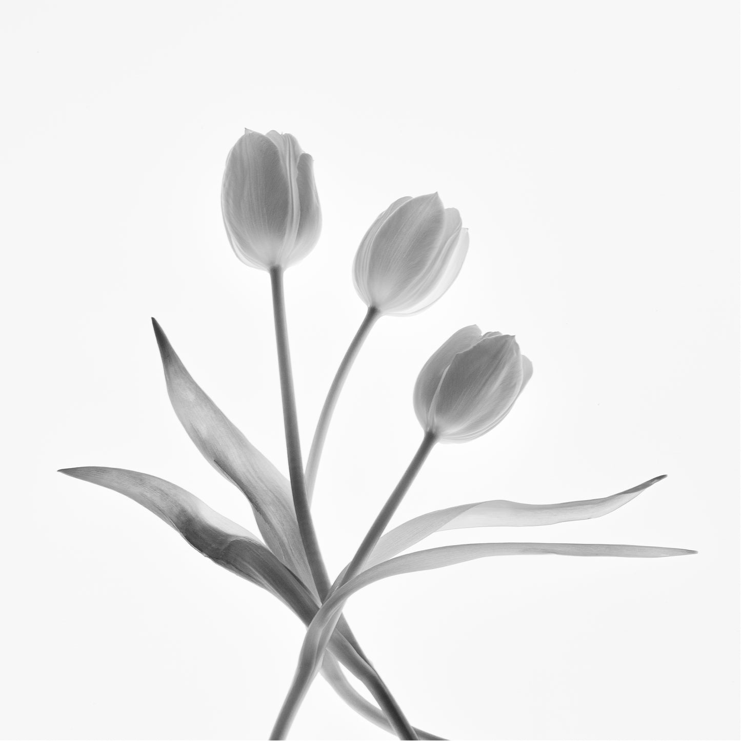 Silent Trio | Abstract Tulip Study