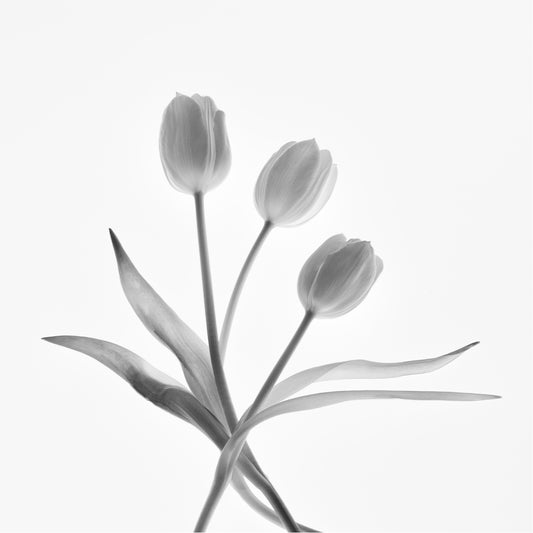 Silent Trio | Abstract Tulip Study